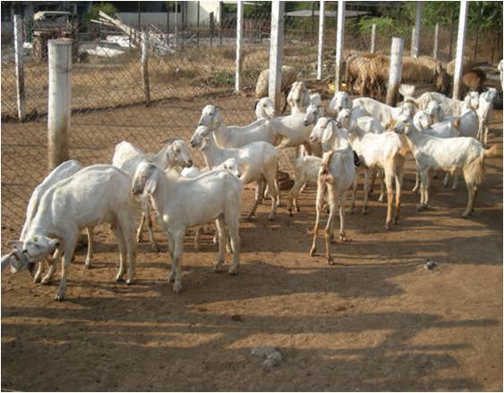 Goat Osmanabadi  unit 